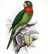 Red-throated Parakeet