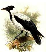 Carrion Crow (orientalis)