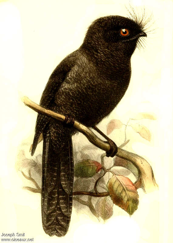 New Caledonian Owlet-nightjar