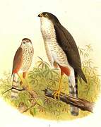 Rufous-thighed Hawk