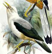 White-headed Starling