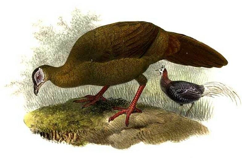Bulwer's Pheasant
