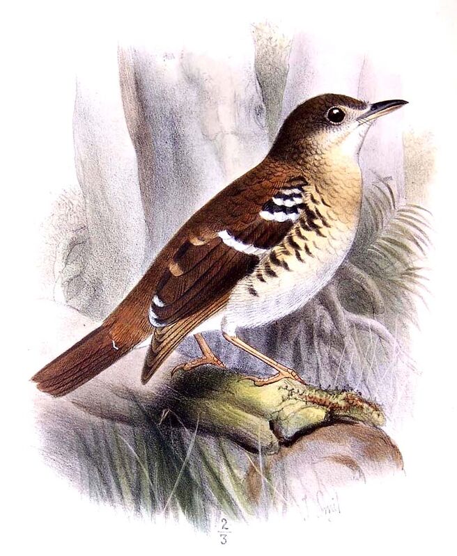 Fawn-breasted Thrush