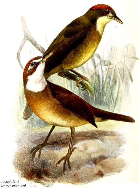 White-throated Oxylabes