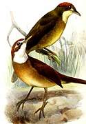 White-throated Oxylabes