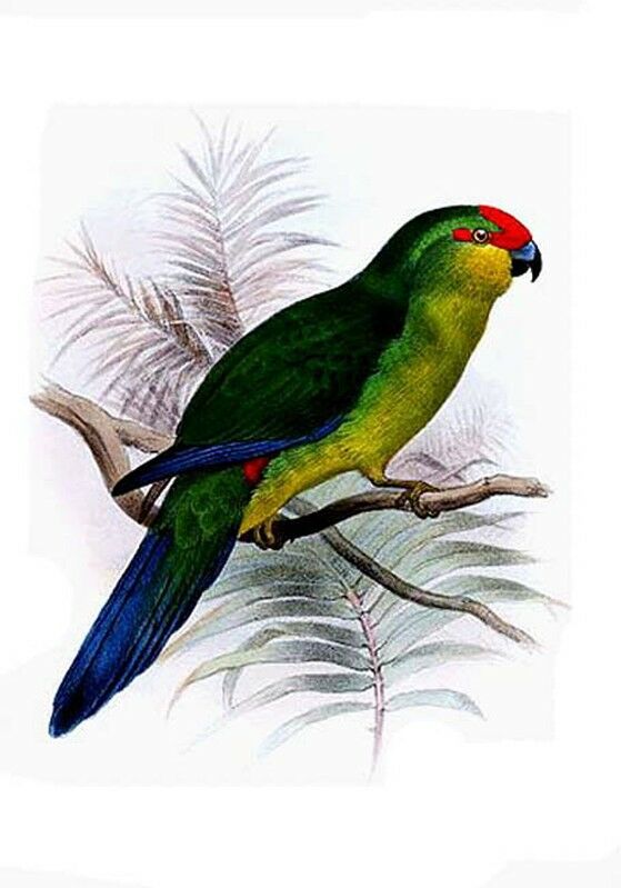 New Caledonian Parakeet