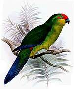 New Caledonian Parakeet