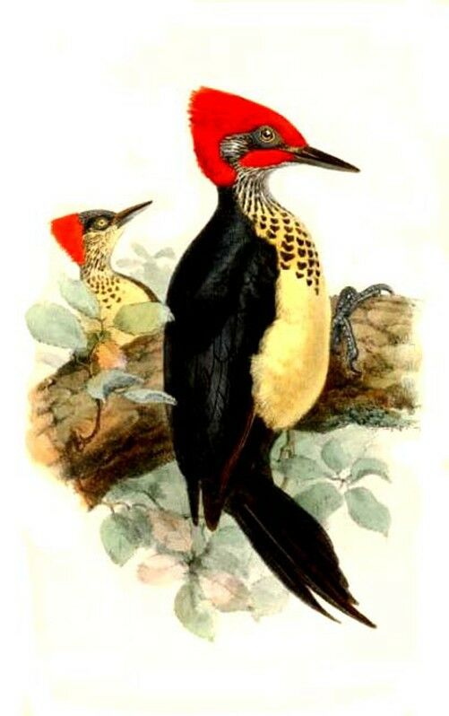 White-bellied Woodpecker