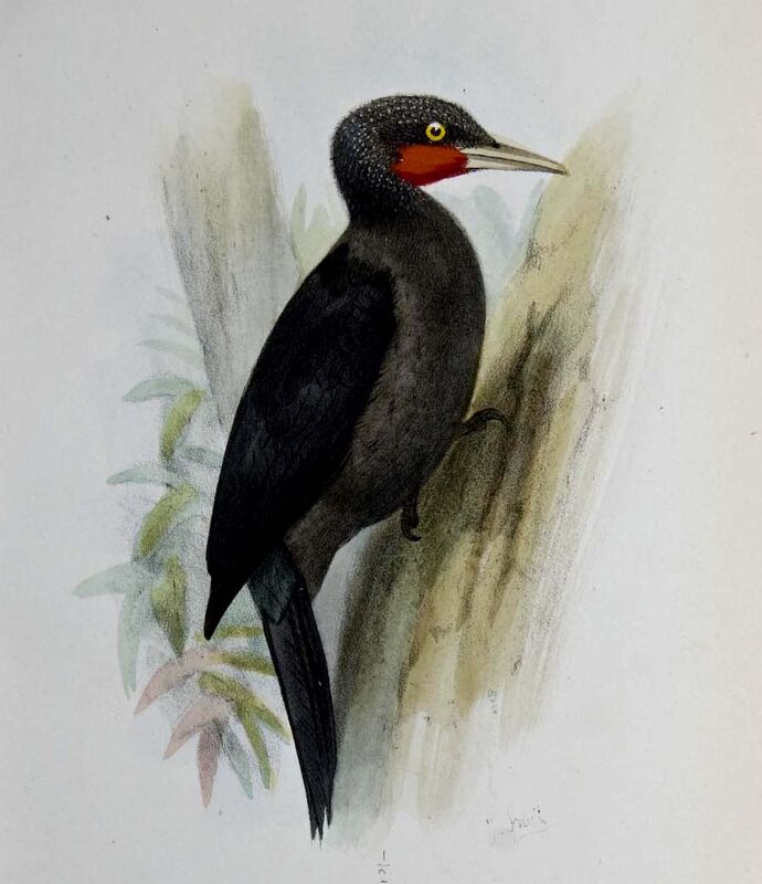 Northern Sooty Woodpecker