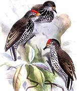 Speckle-chested Piculet