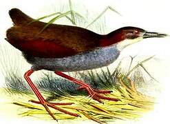 Red-winged Wood Rail