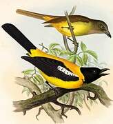 Black-throated Shrike-Tanager