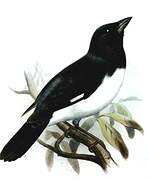 Black-and-white Tanager