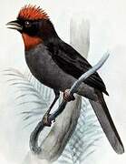 Sooty Ant Tanager