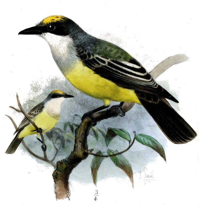 Snowy-throated Kingbird