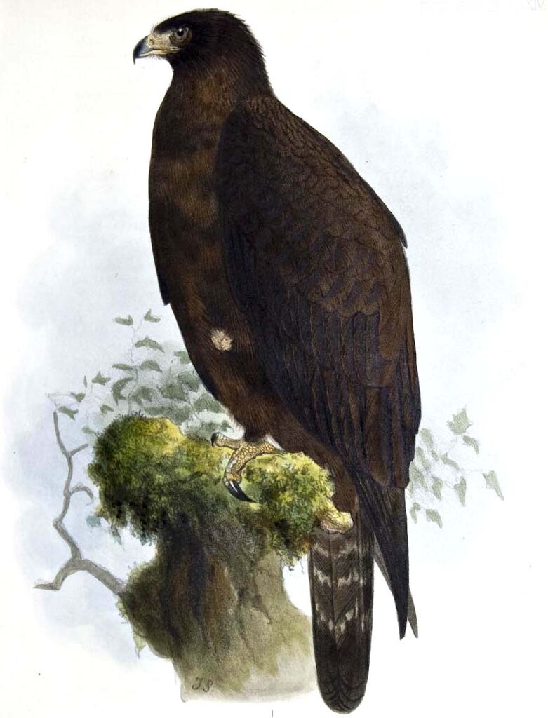 Aigle noir - Ictinaetus malayensis