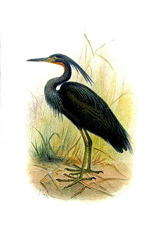 Aigrette vineuse - Egretta vinaceigula