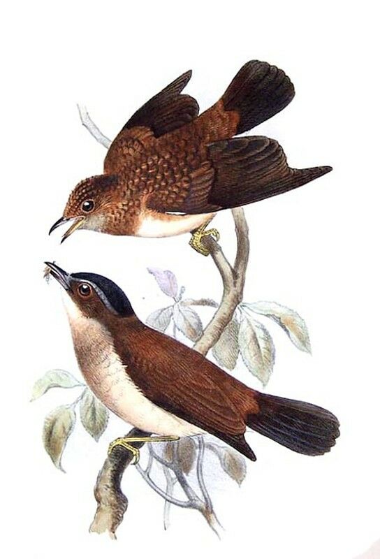 Alèthe à poitrine brune - Pseudalethe poliocephala