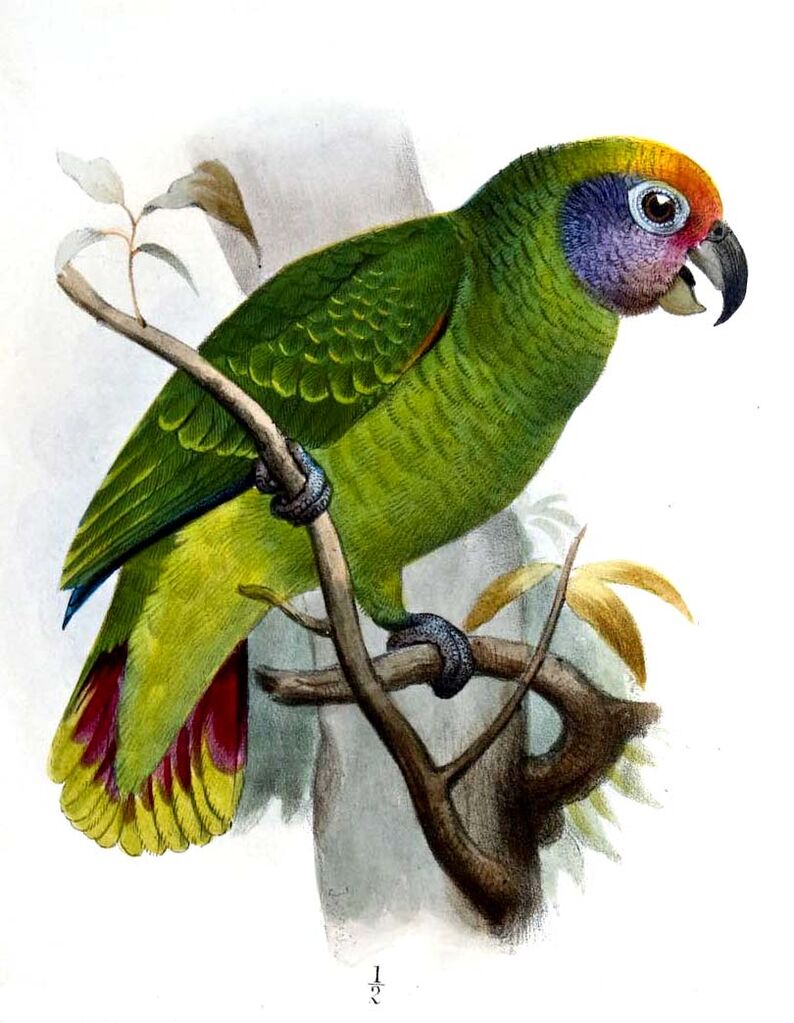 Amazone à joues bleues - Amazona brasiliensis