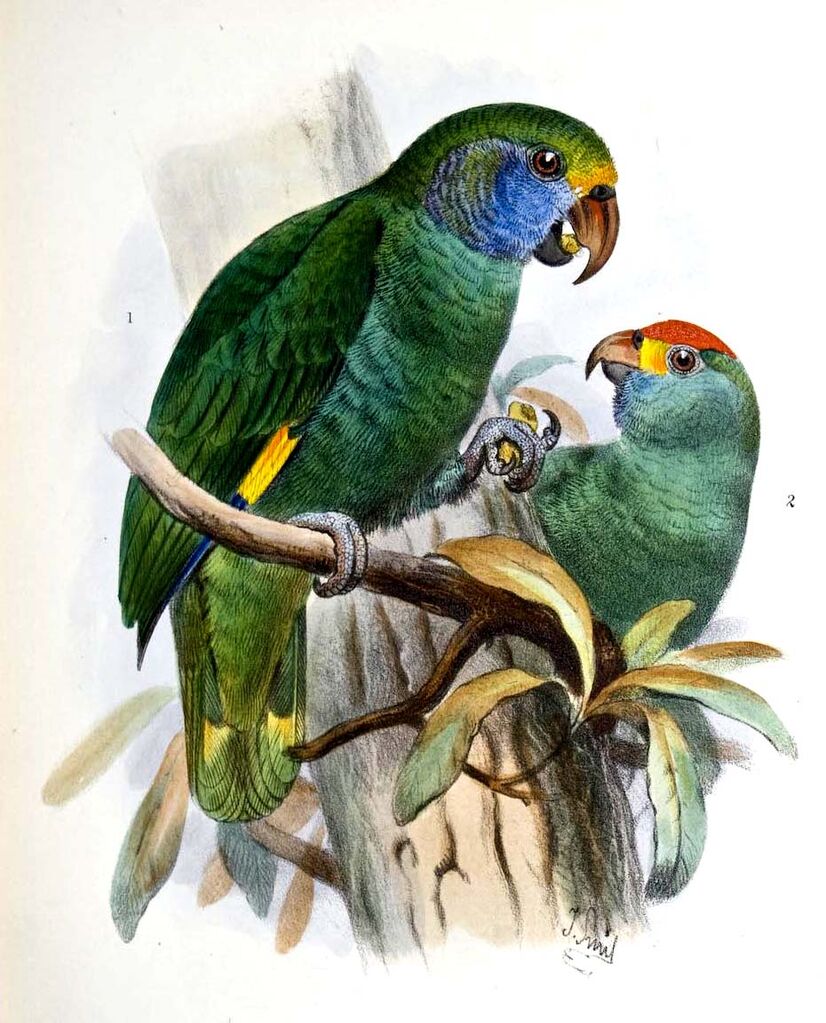 Amazone de Dufresne - Amazona dufresniana