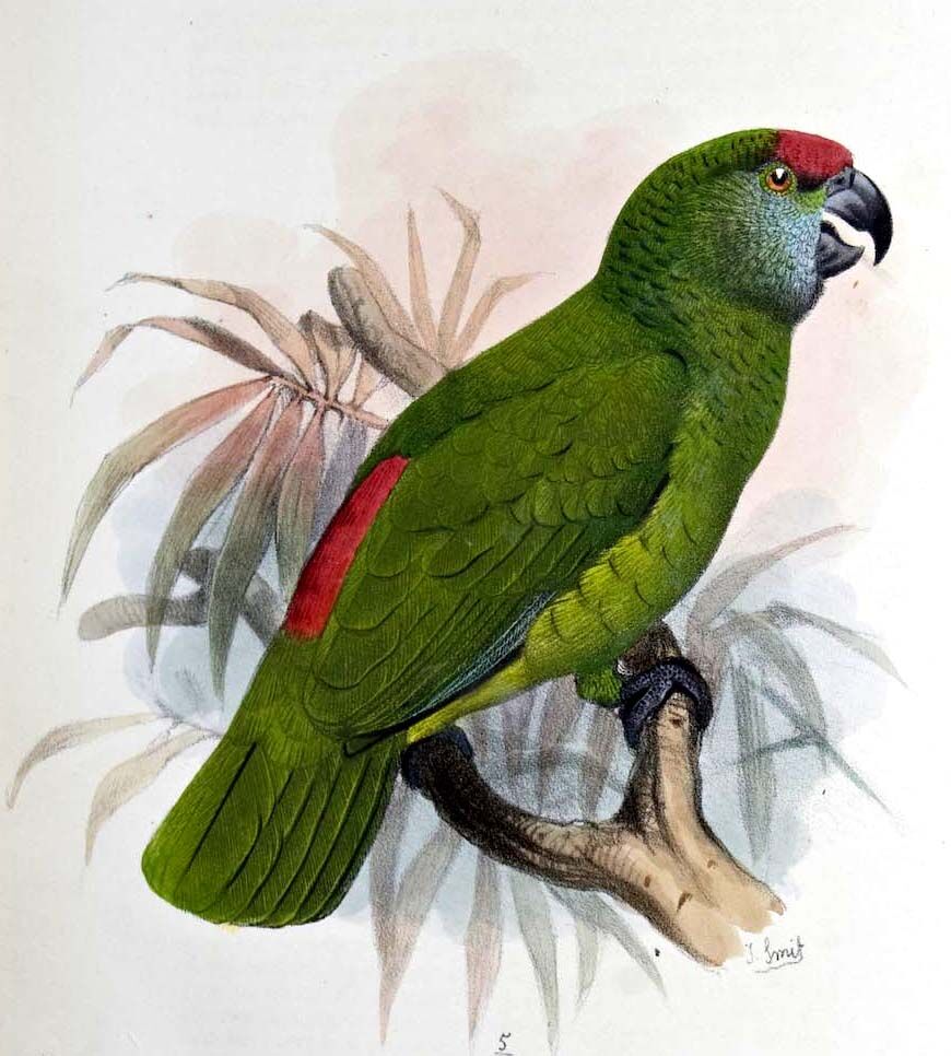 Amazone tavoua - Amazona festiva