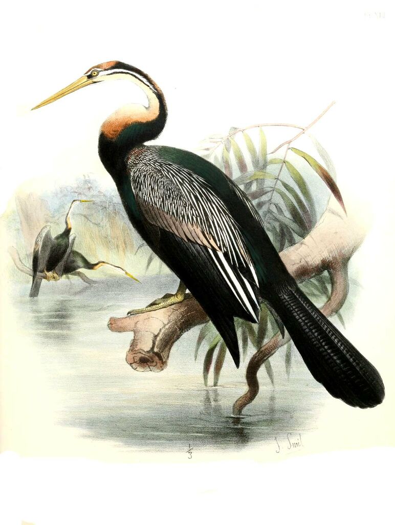 Anhinga d'Afrique - Anhinga rufa