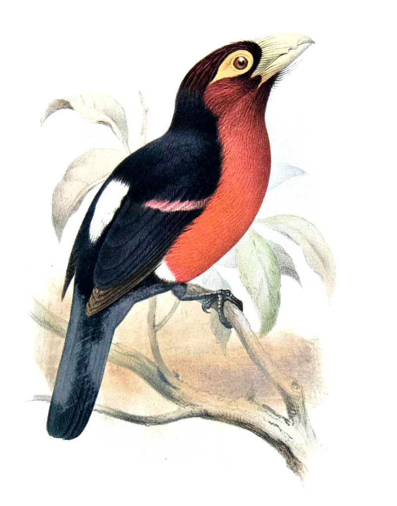 Barbican bidenté - Lybius bidentatus