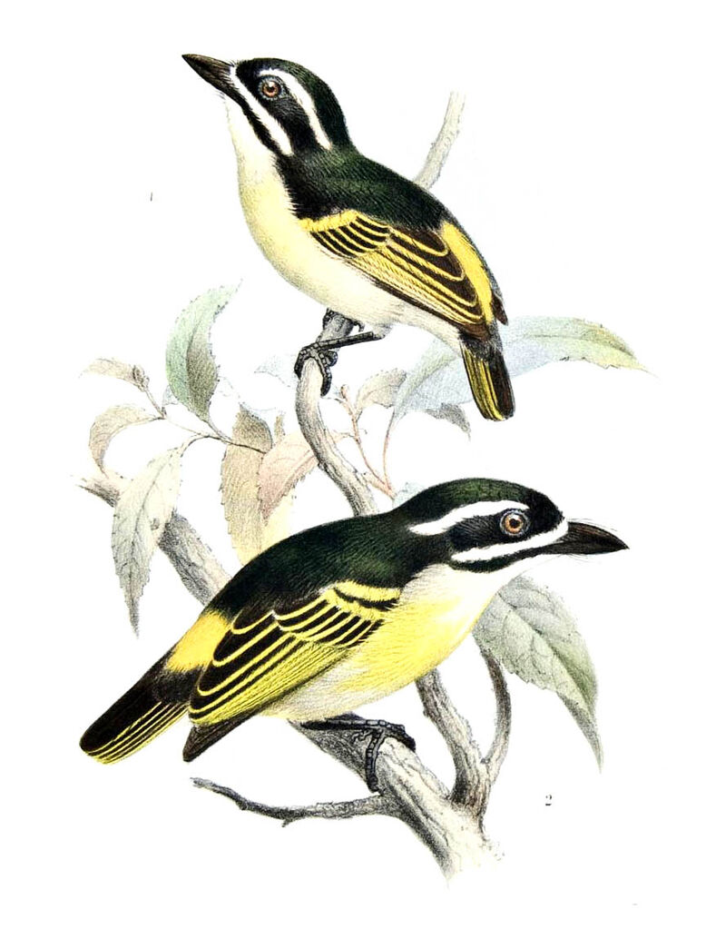 Barbion à croupion jaune - Pogoniulus bilineatus