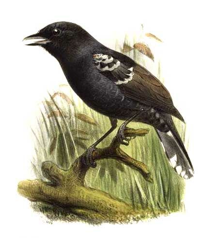 Batara bleuâtre - Thamnophilus caerulescens