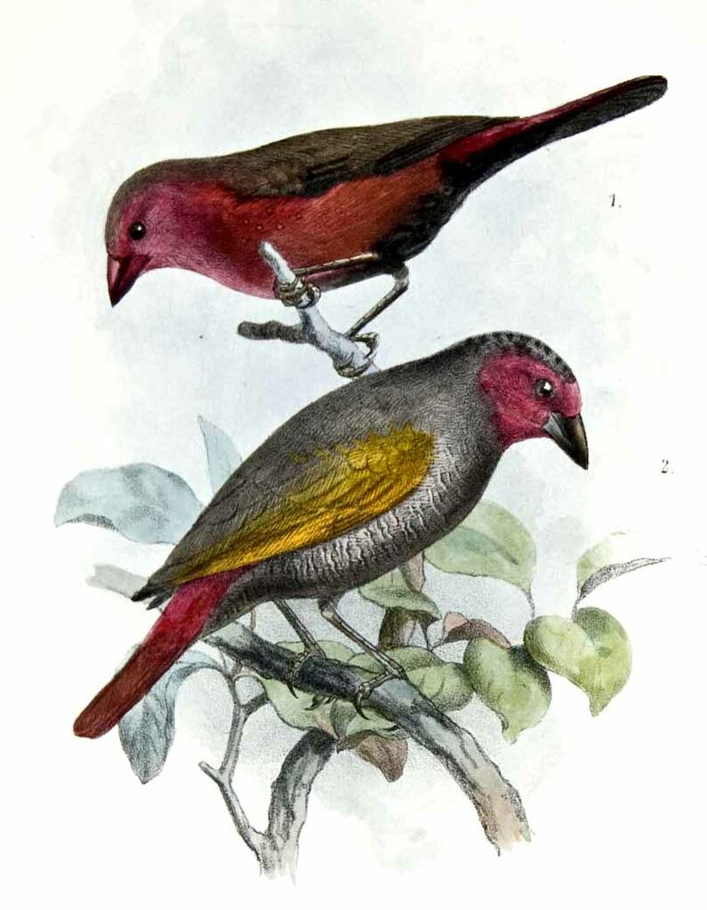 Beaumarquet à ailes jaunes - Pytilia hypogrammica