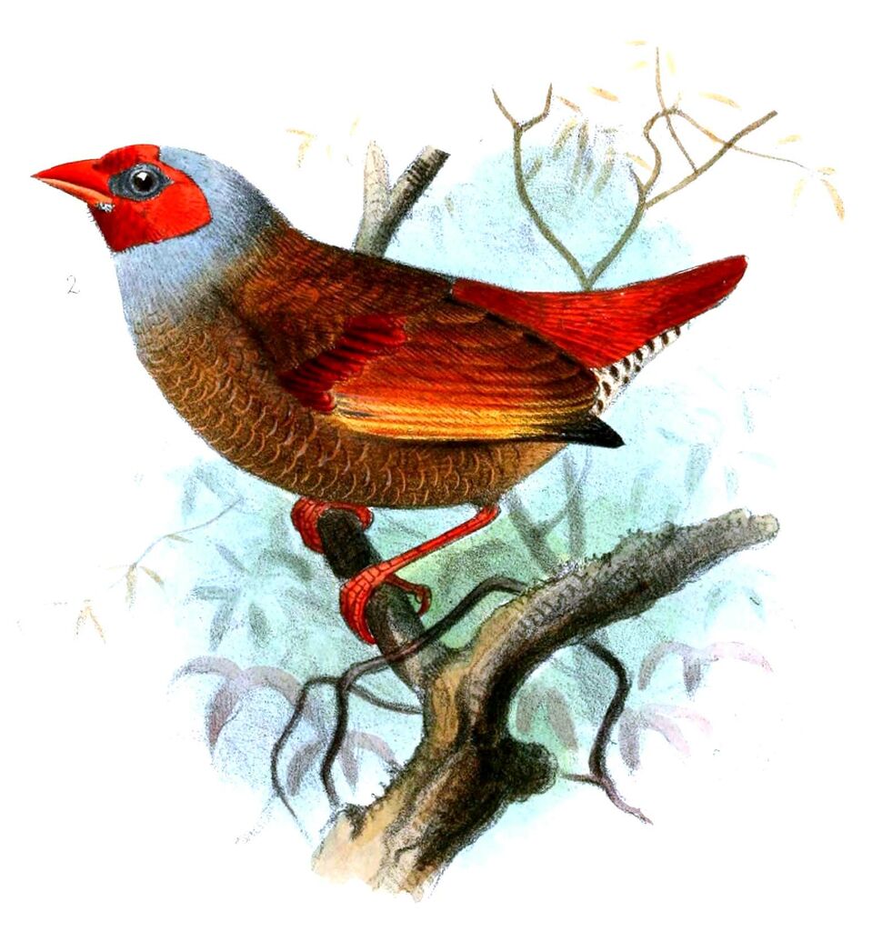 Beaumarquet à dos jaune - Pytilia afra