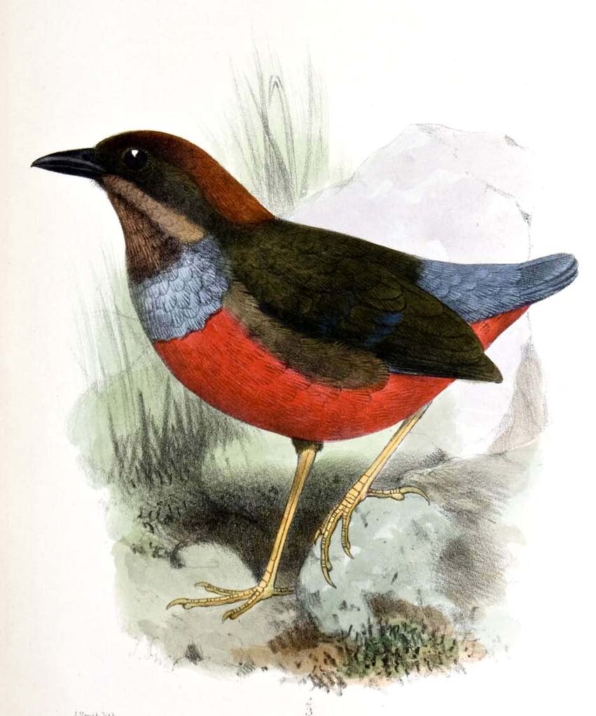 Brève de Koch - Erythropitta kochi