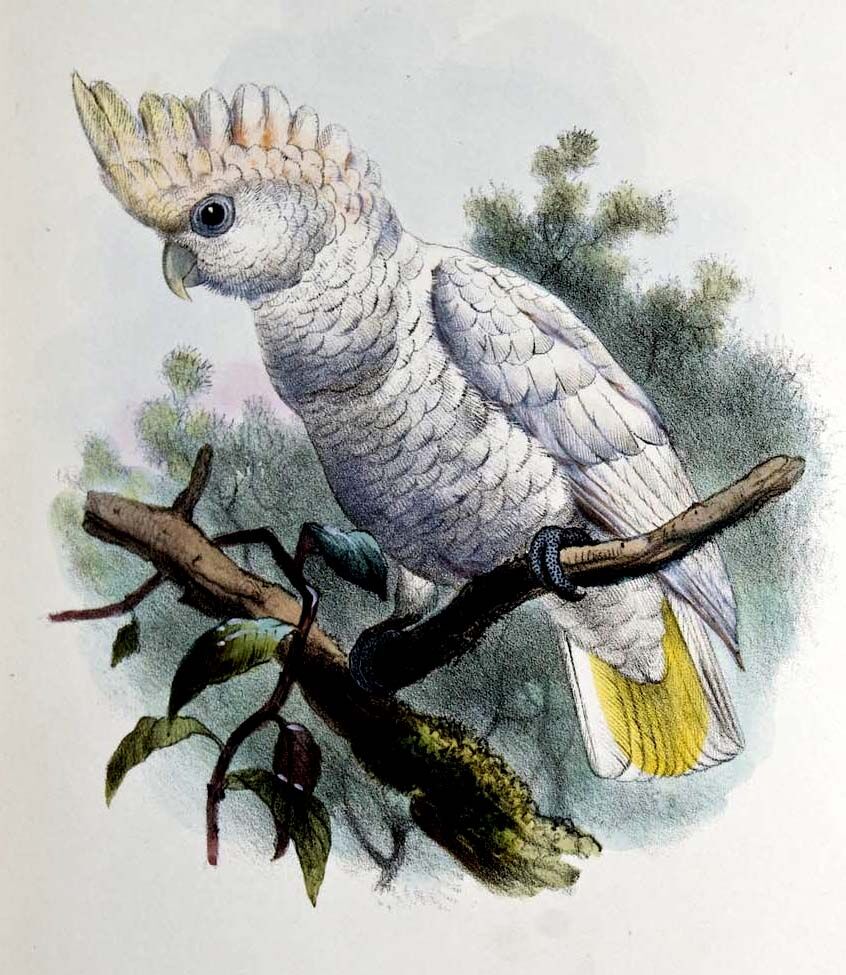 Cacatoès de Goffin - Cacatua goffiniana