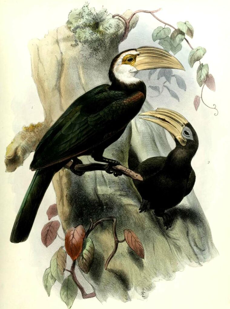 Calao des Célèbes - Penelopides exarhatus