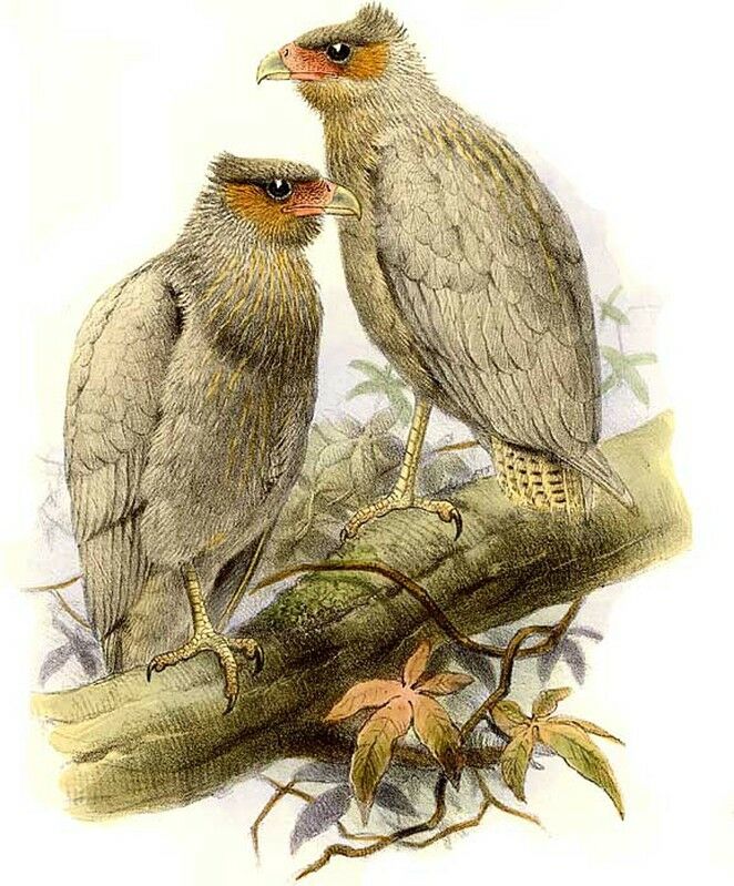 Caracara huppé - Caracara plancus