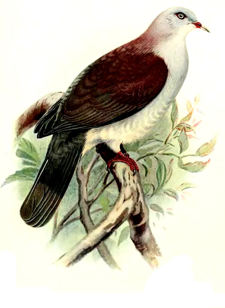 Carpophage à manteau brun - Ducula badia