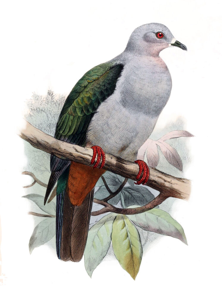 Carpophage meunier - Ducula pistrinaria