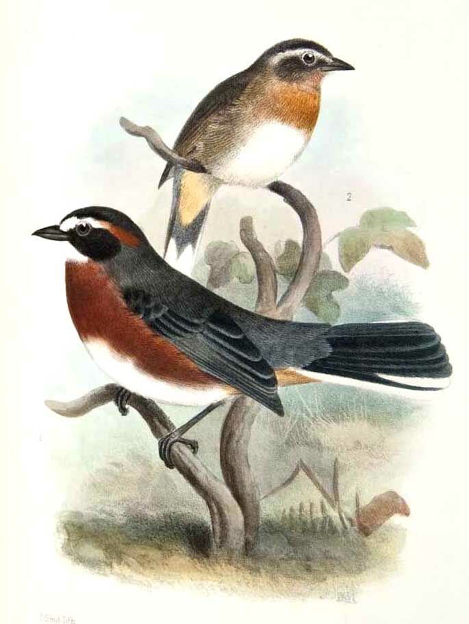 Chipiu noiroux - Poospiza nigrorufa