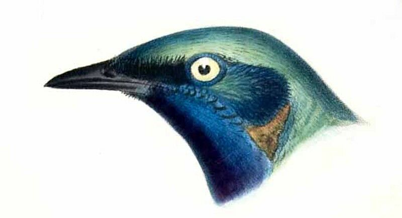 Choucador splendide - Lamprotornis splendidus