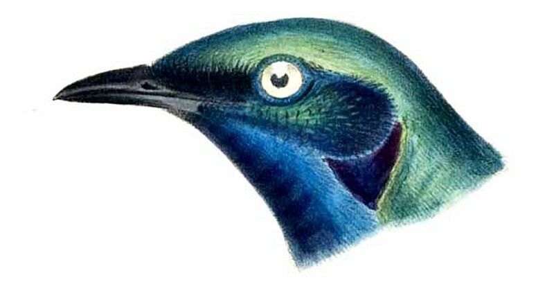 Choucador splendide - Lamprotornis splendidus