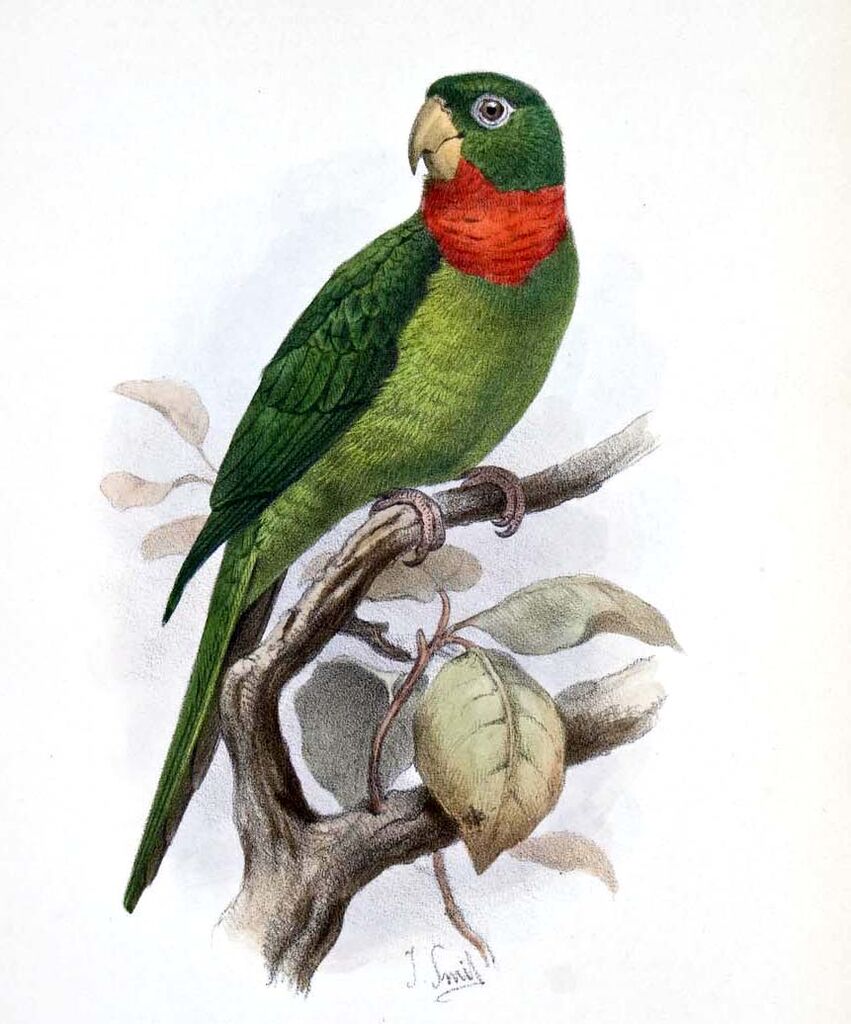 Conure à gorge rouge - Aratinga rubritorquis