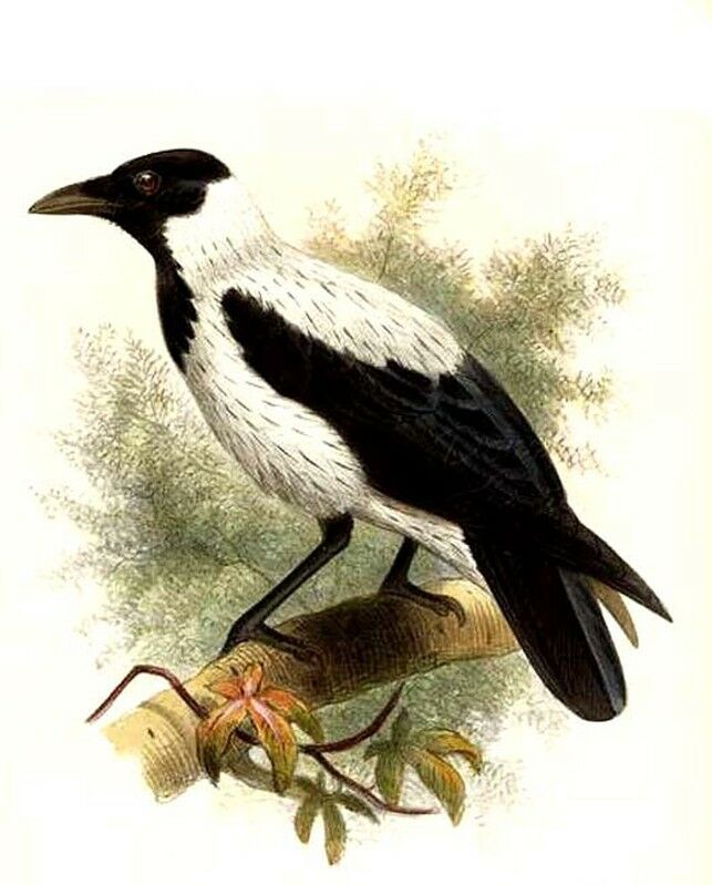 Corneille de Mésopotamie - Corvus corone capellanus