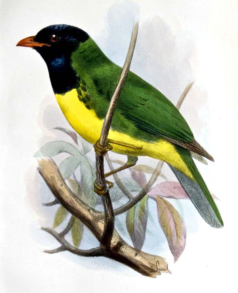 Cotinga de Lubomirsk - Pipreola lubomirskii