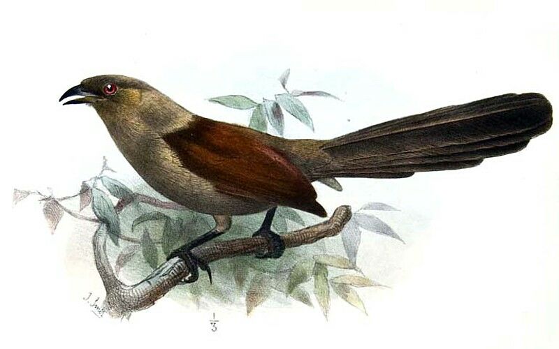 Coucal des Andaman - Centropus andamanensis