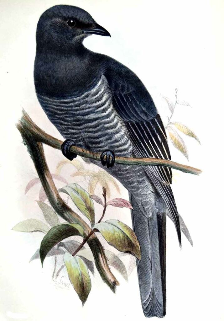 Échenilleur linéolé - Coracina lineata