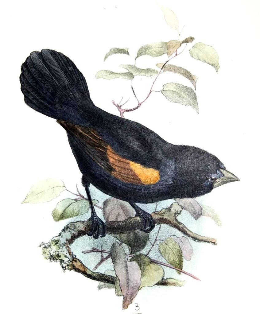 Euplecte à épaules orangées - Euplectes axillaris