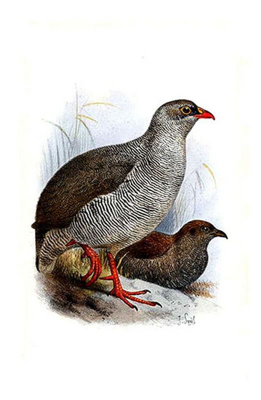 Francolin à bec rouge - Pternistis adspersus