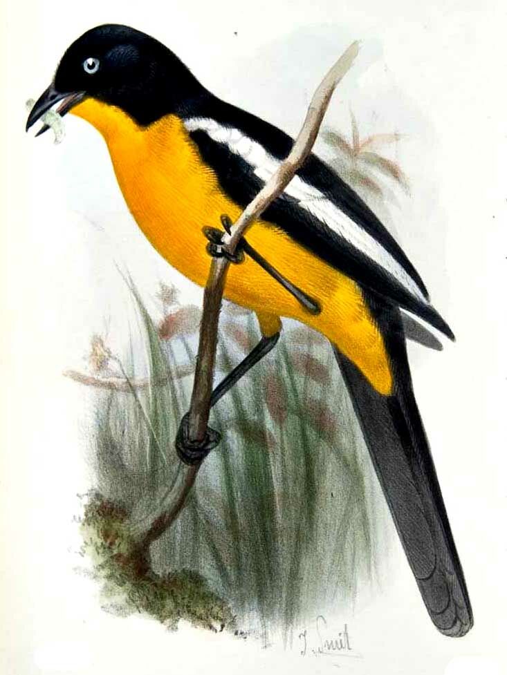 Gonolek rouge et noir - Laniarius atrococcineus