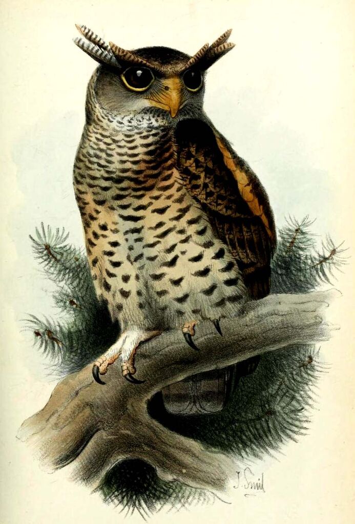 Grand-duc du Népal - Bubo nipalensis