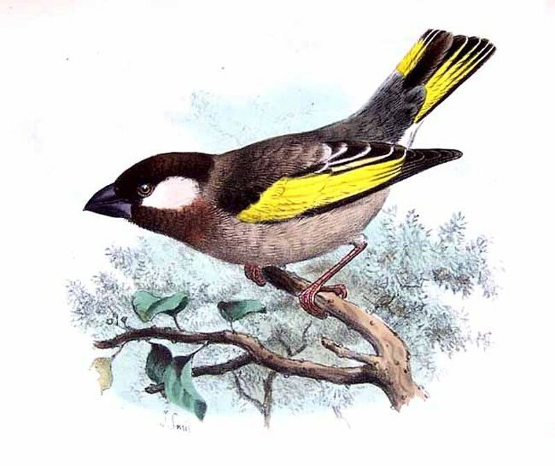 Grand-verdier à ailes d'or - Rhynchostruthus socotranus